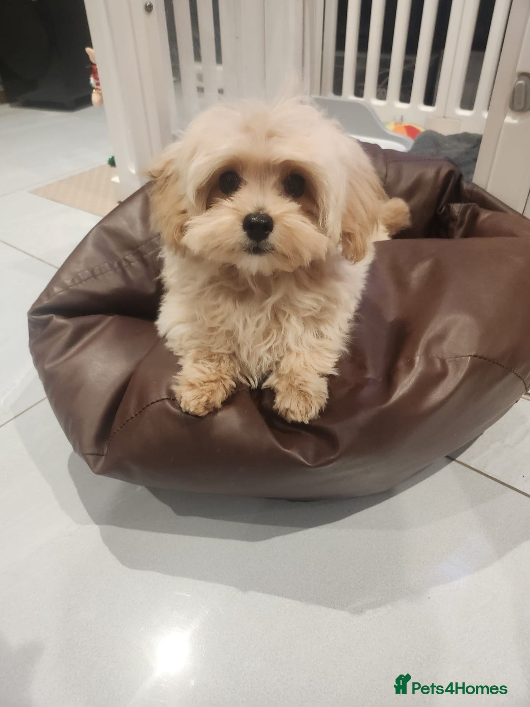 Maltipoo dogs for sale: Maltipoo F1, KC Parents Extensively DNA Clear - Advert 2