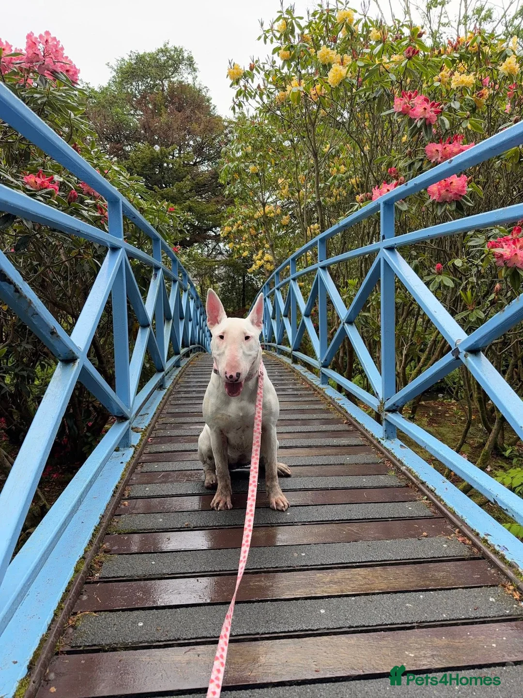 English Bull Terrier dogs for sale: Bull Terrier - Advert 3