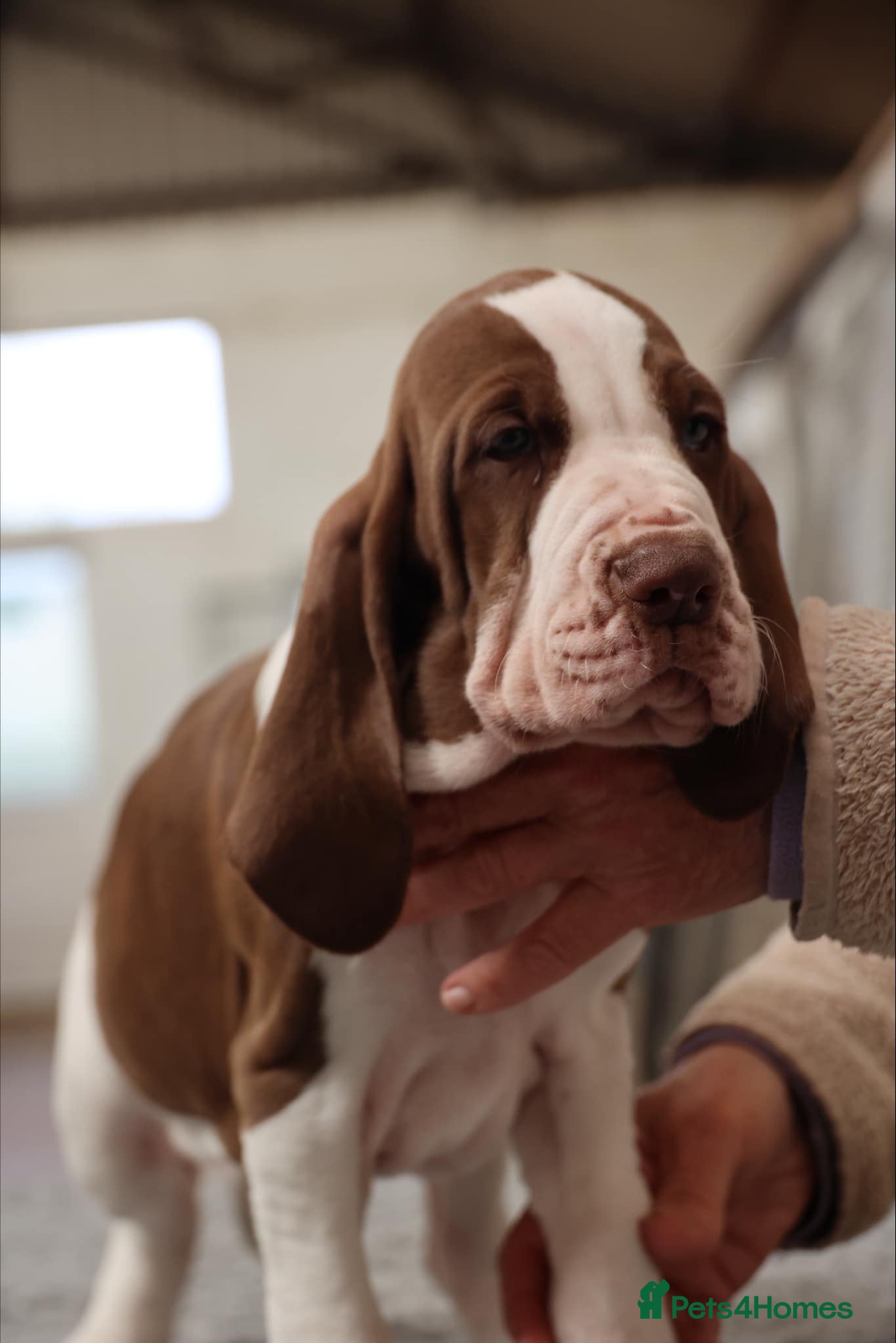 Bracco Italiano dogs Wonderful litter  - Advert 17