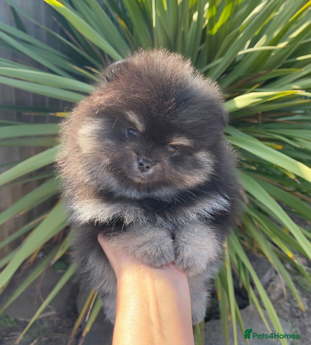 Pomeranian dogs for sale: Unique, extremely rare Pomeranian puppies ✨ - Image 13
