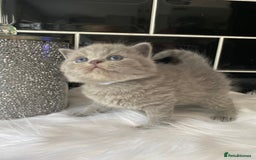 British Shorthair cats for sale: GCCF REG HEALTH TESTED KTTENS AVAILABLE 🥰 - Image 13