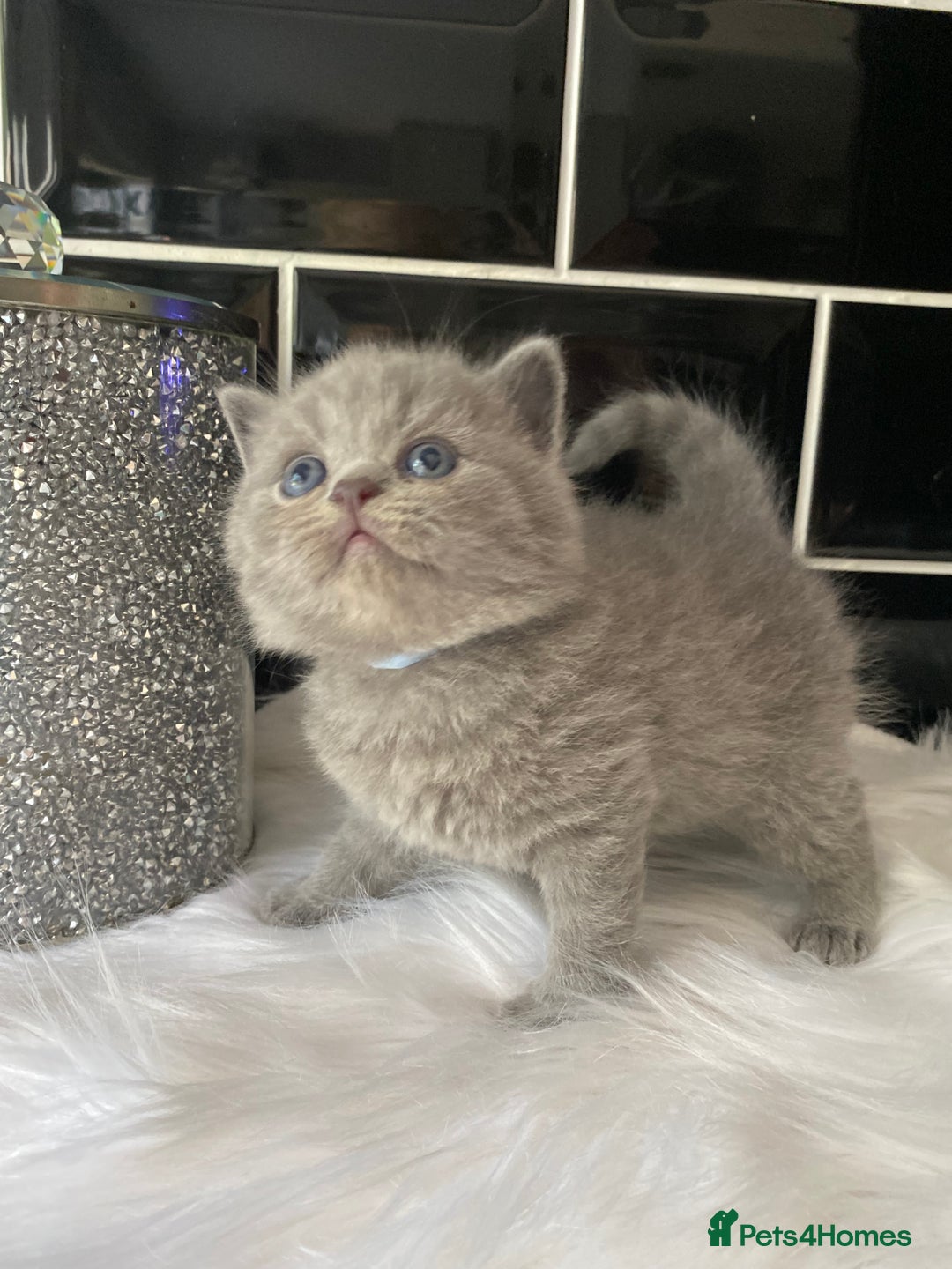 British Shorthair cats for sale: GCCF REG HEALTH TESTED KTTENS AVAILABLE 🥰 - Image 13