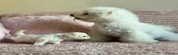 Bichon Frise dogs for sale: Bichon Frise puppy's  - Advert 5