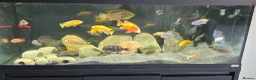 Cichlids fish for sale: FULLY STOCKED CICHLID TANK  - Advert 1