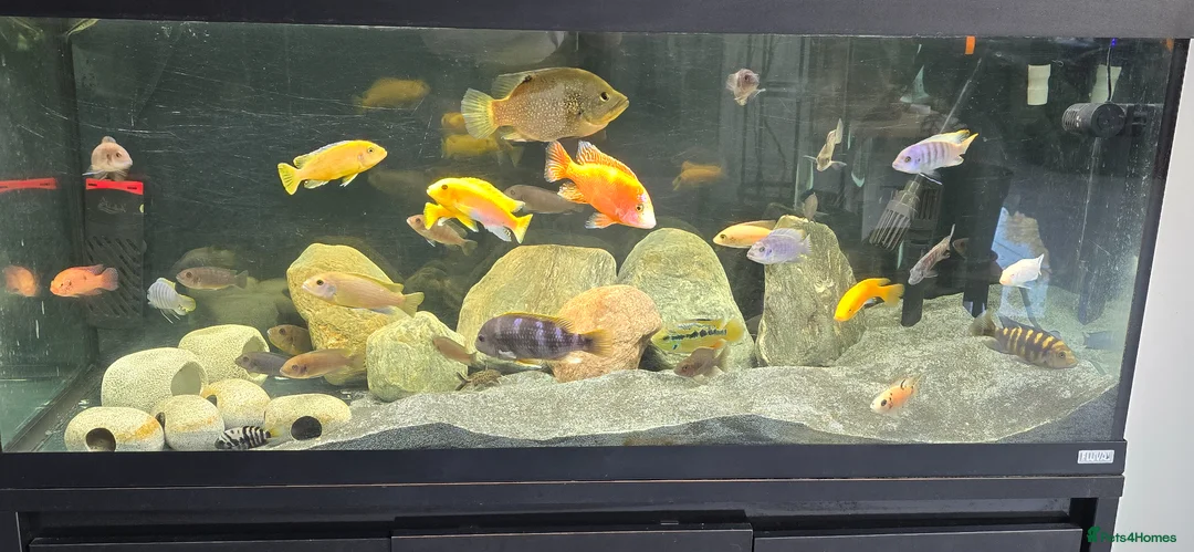 Cichlids fish for sale: FULLY STOCKED CICHLID TANK  - Advert 1