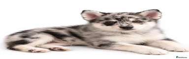 Pomsky 3