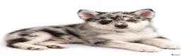 Pomsky dogs for sale: Pomsky Puppies  in Ormskirk - Advert 9