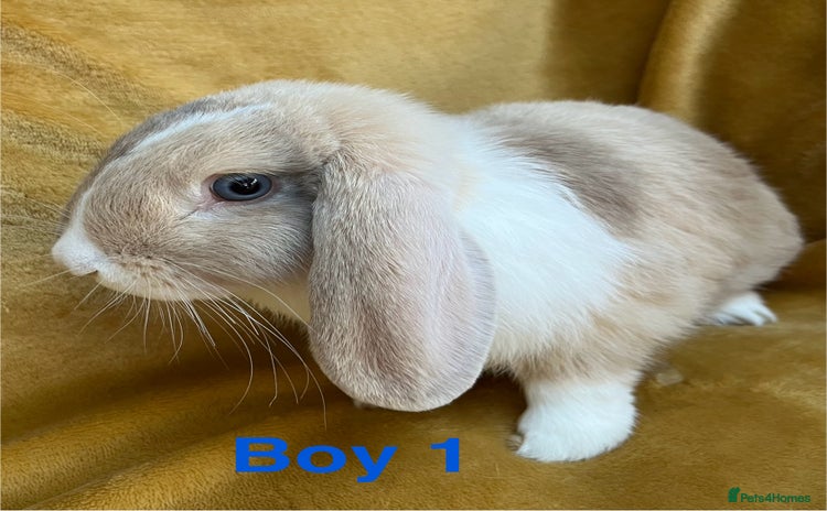 Mini Lop rabbits - Advert 3