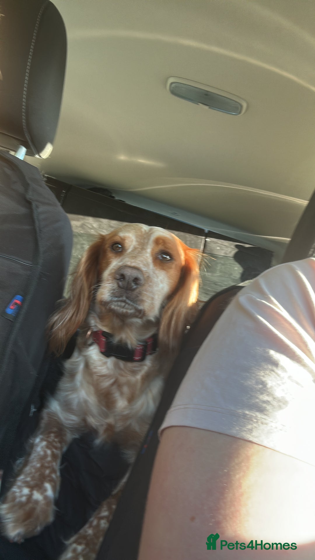 Cocker Spaniel dogs for sale: Female cocker spaniel - Image 1