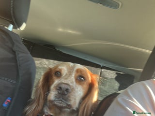 Cocker Spaniel dogs - Advert 25