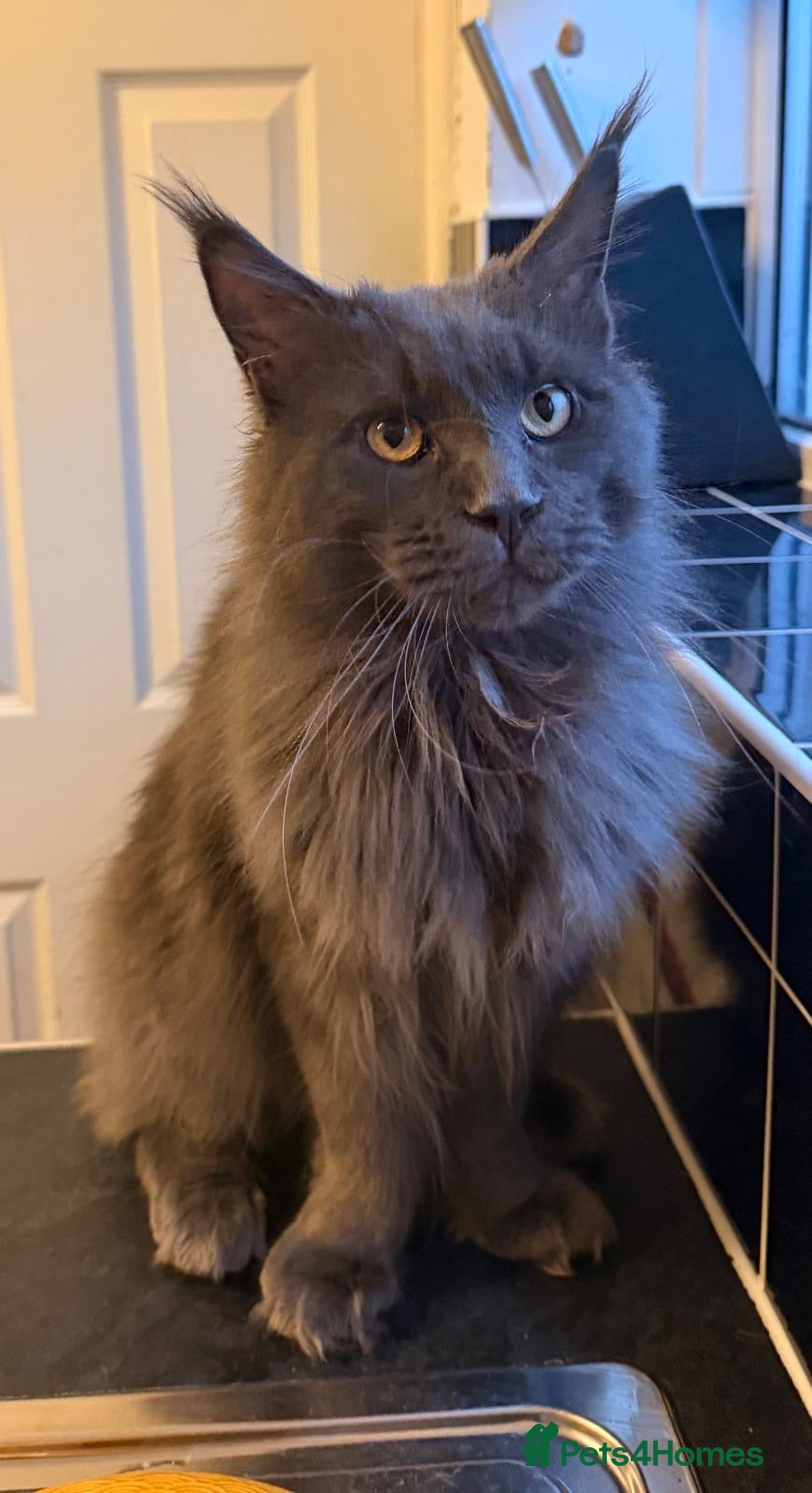 Maine Coon cats Striking Blue Male Maine Coon 😻 - Advert 5