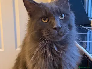 Maine Coon cats Striking Blue Male Maine Coon 😻 - Advert 3