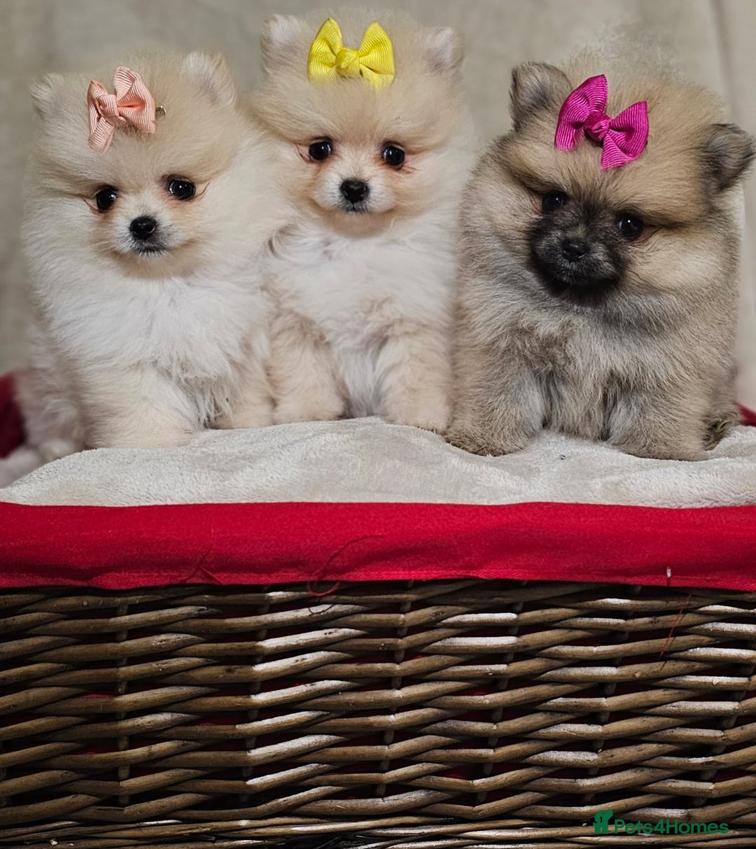 Pomeranian dogs for sale:  Pomeranian puppies ready now  - Image 5