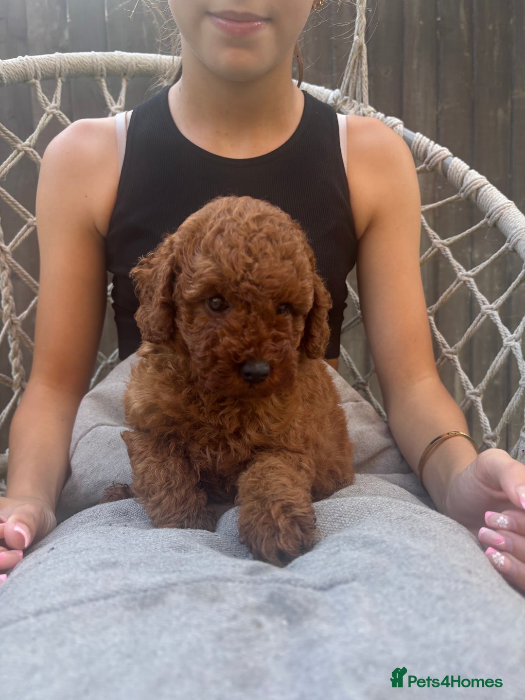 Toy Poodle dogs for sale: Kc reg extremely Heath tested  - Image 12