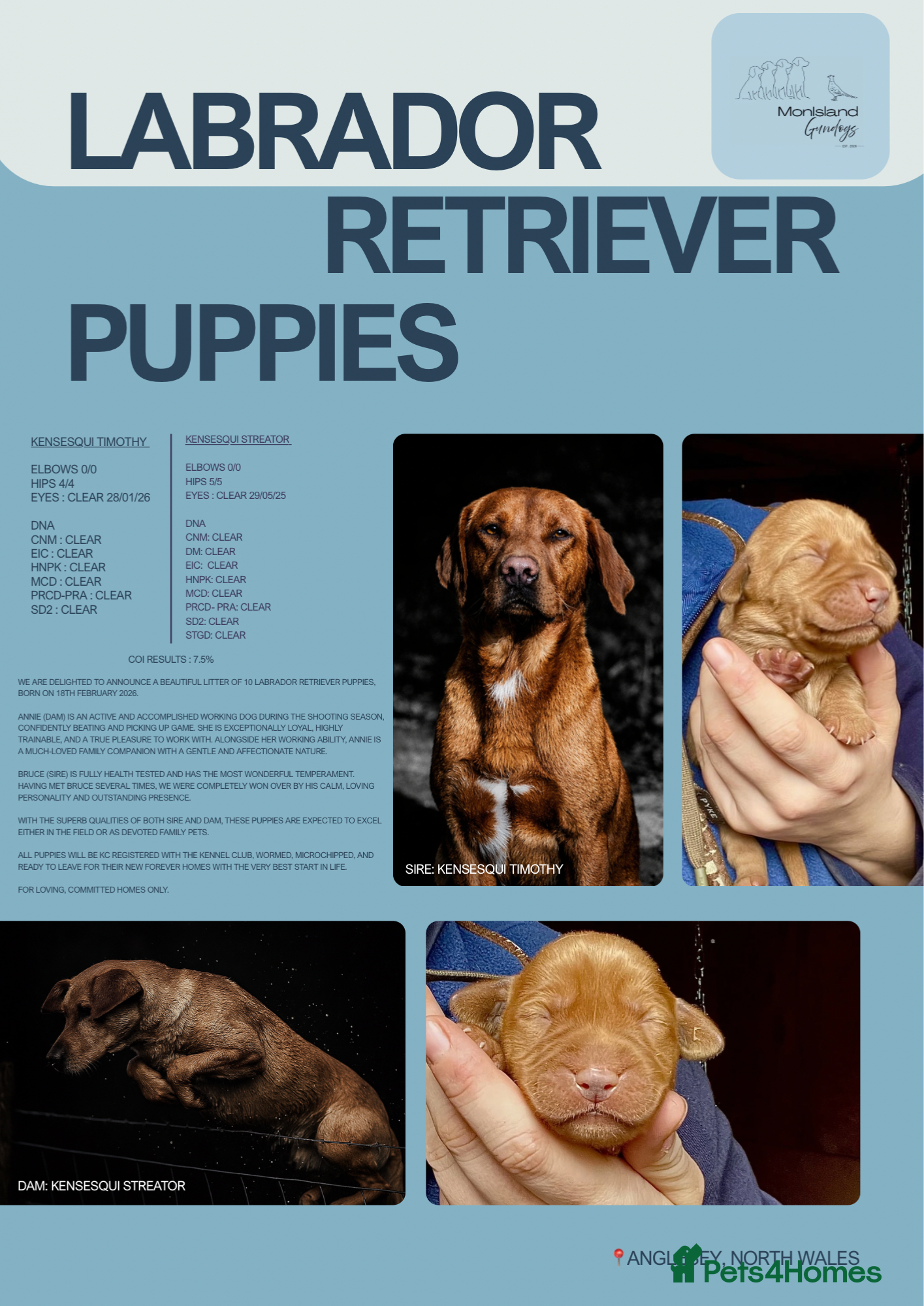 Labrador Retriever dogs 10 beautiful fox red & yellow Labrador puppies - Advert 1