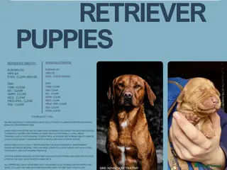 Labrador Retriever dogs 10 beautiful fox red & yellow Labrador puppies - Advert 1