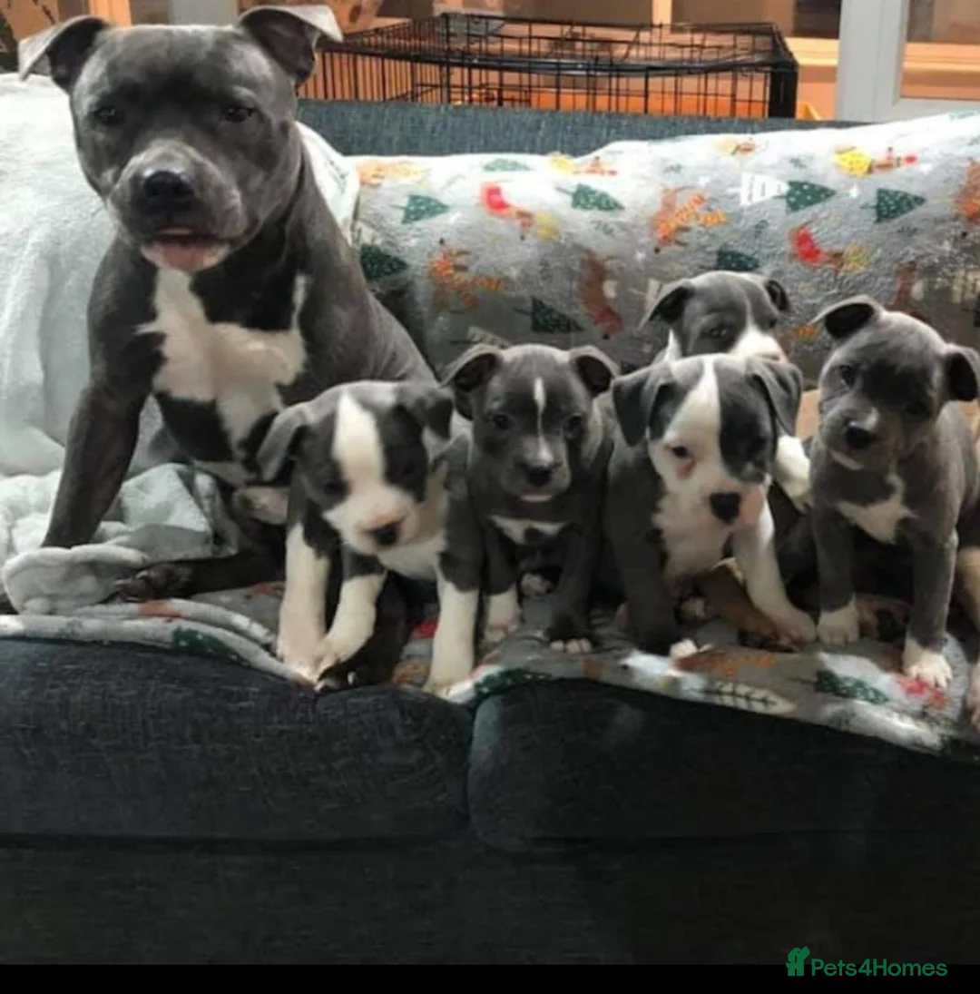 Staffordshire Bull Terrier dogs for stud: Proven Staffordshire Bull Terrier for stud in Farnborough - Advert 19