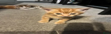 Ginger male