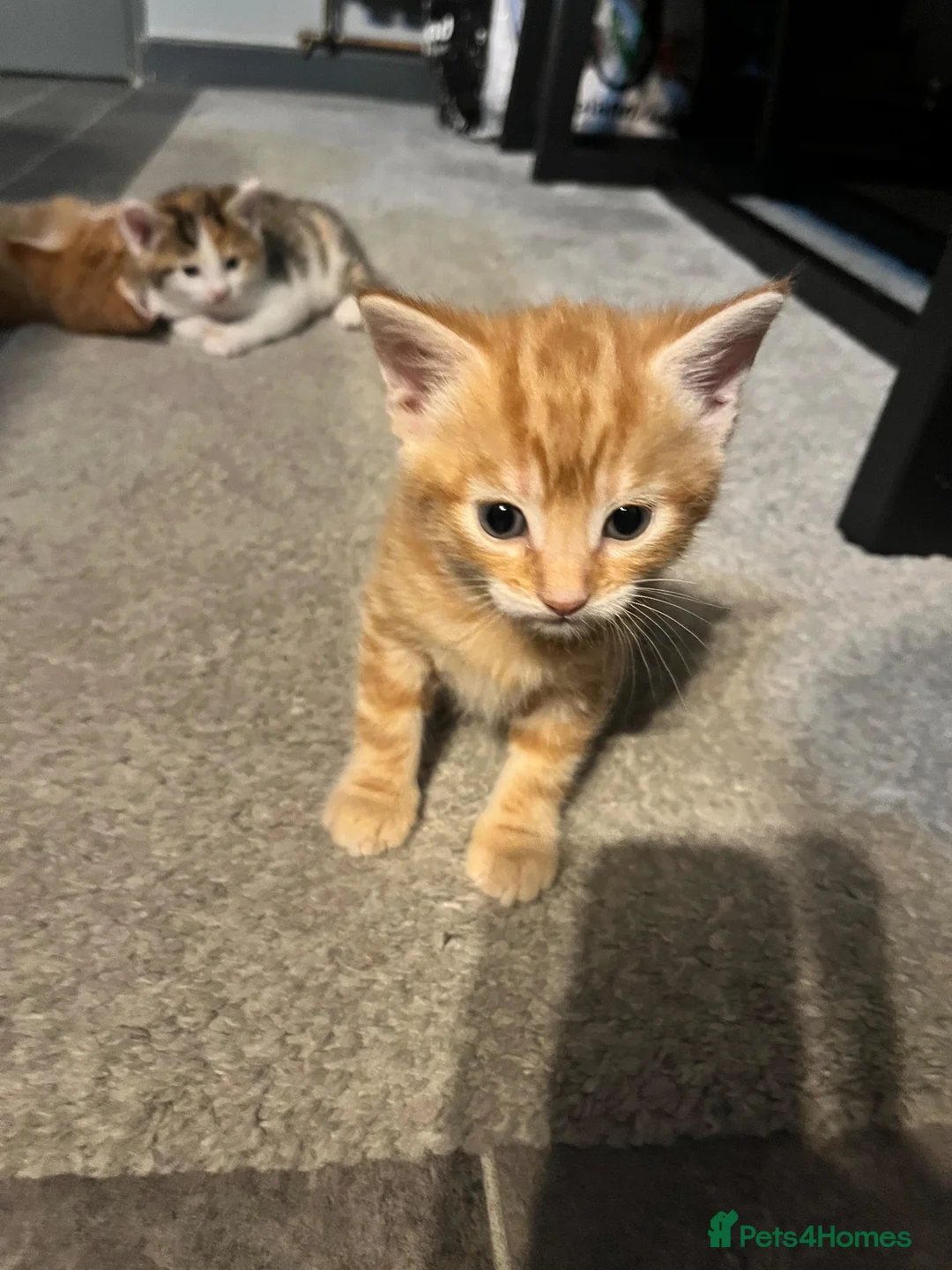 Mixed Breed cats for sale: Ginger males and calico female - Advert 2