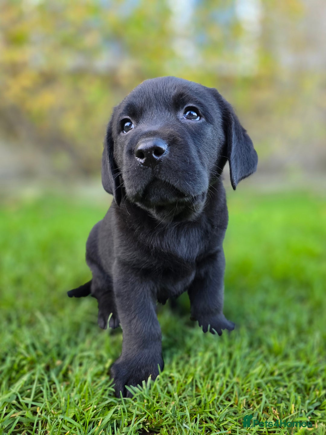 Labrador Retriever dogs for sale: High Quality Black Labrador Puppies - Advert 17