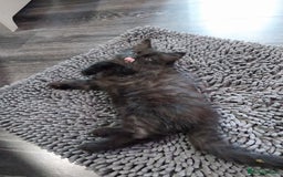 Ragdoll cats for sale: Ragdoll X Maine Coon  - Image 17