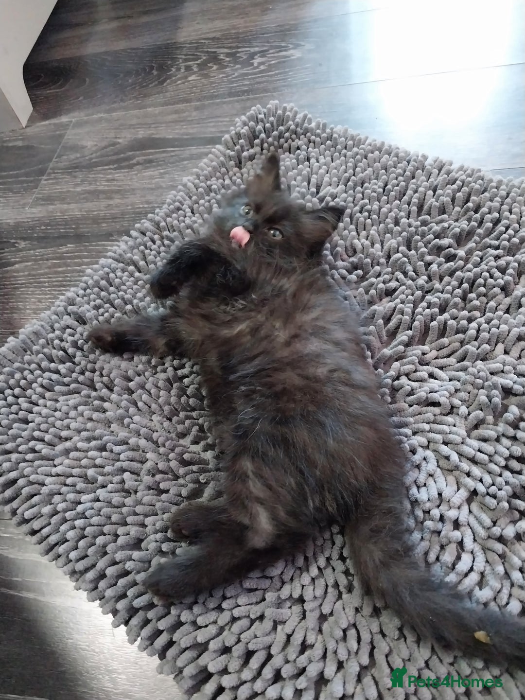 Ragdoll cats for sale: Ragdoll X Maine Coon  - Image 17