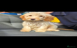 Cockapoo dogs for sale: Cream Female cockerpoo  - Image 1