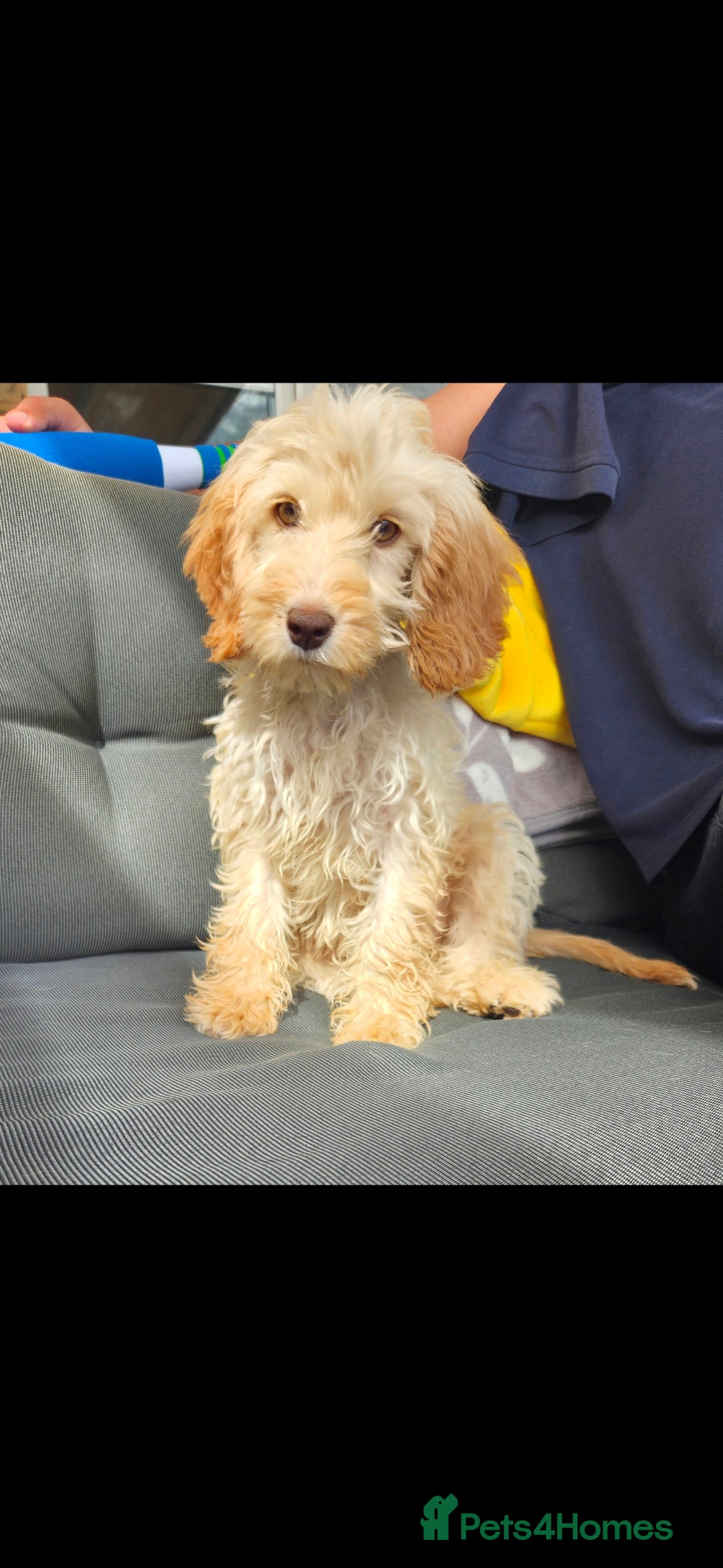 Cockapoo dogs for sale: Cream Female cockerpoo  - Image 1
