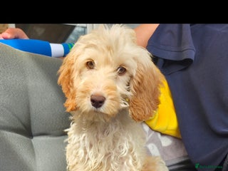 Cockapoo dogs for sale - Advert 1