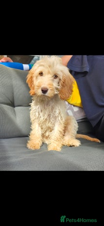 Cockapoo dogs - Advert 2