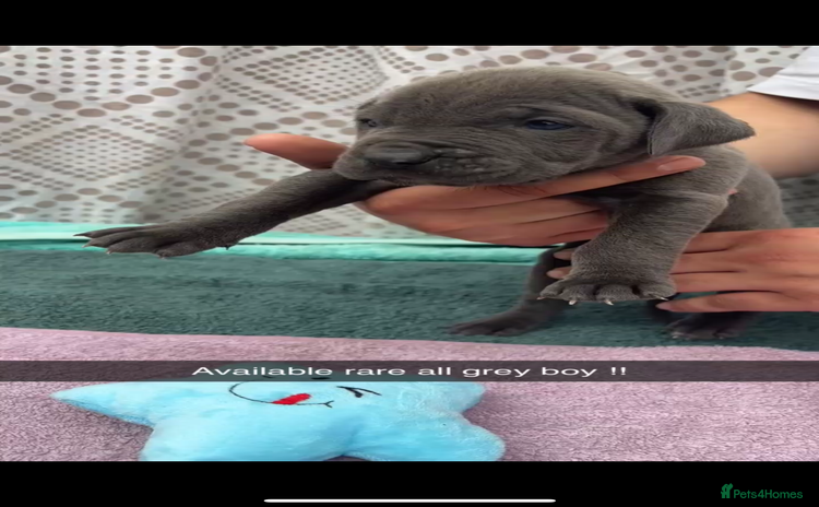 Cane Corso dogs - Advert 5