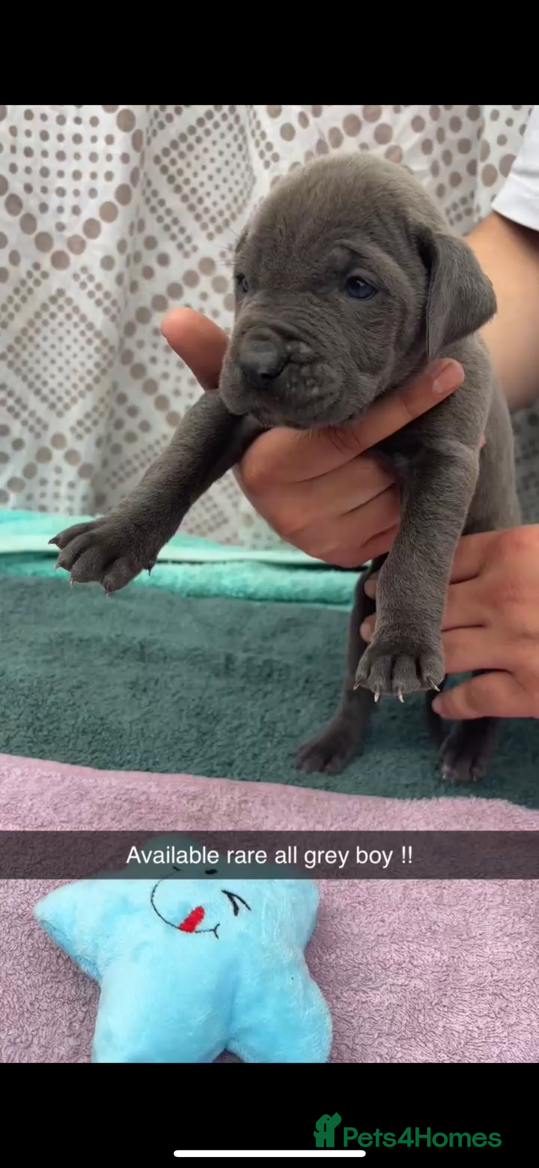 Cane Corso dogs for sale: Cane Corso first litter of puppies !! - Image 2