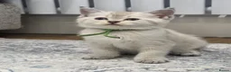British Shorthair cats for sale: Beautiful White British Shorthair adorable Kittens - Advert 17