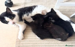 Mixed Breed cats for sale: Adorable kittens for sale - Image 8