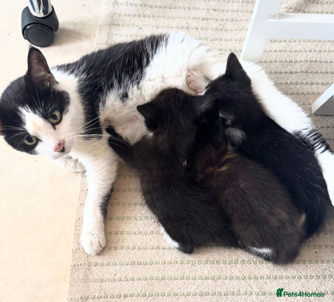 Mixed Breed cats for sale: Adorable kittens for sale - Image 8