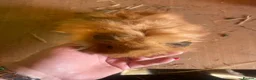 Guinea Pig rodents for sale: male longhaired Guineapigs  - Advert 11