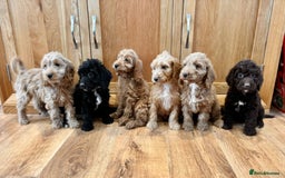 Cockapoo dogs for sale: Cockapoo Puppies Ready Now Fully Vaccinated  - Advert 4