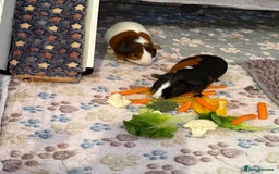 Guinea Pig rodents for sale: Male guinea pigs  - Image 2