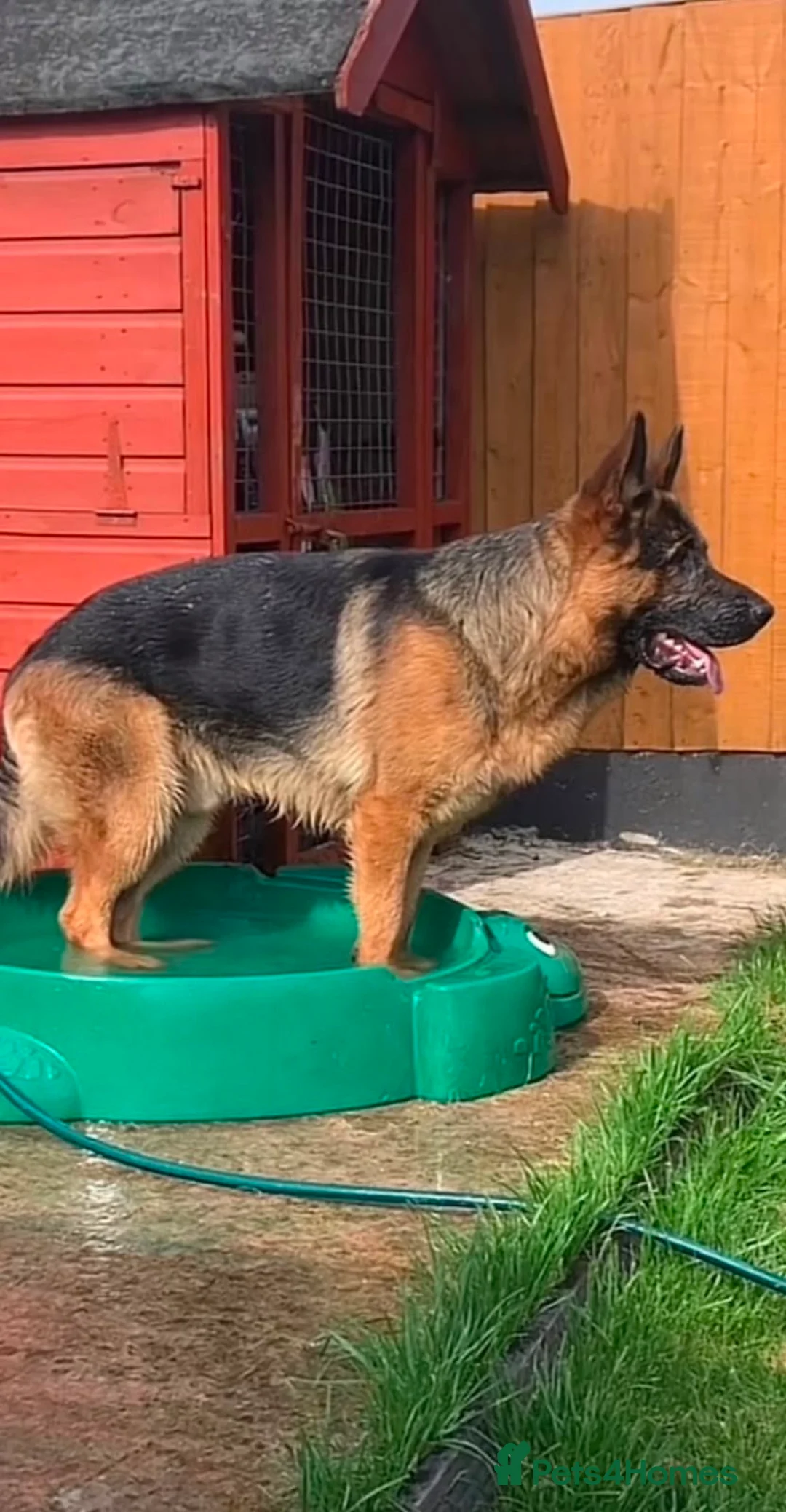 German Shepherd dogs for sale: German Shepard puppies ⭐️ready to be rehomed ⭐️ - Advert 2