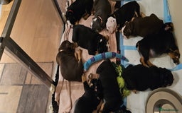 Olde English Bulldogge dogs for sale: Olde english bulldogge puppies  - Advert 11