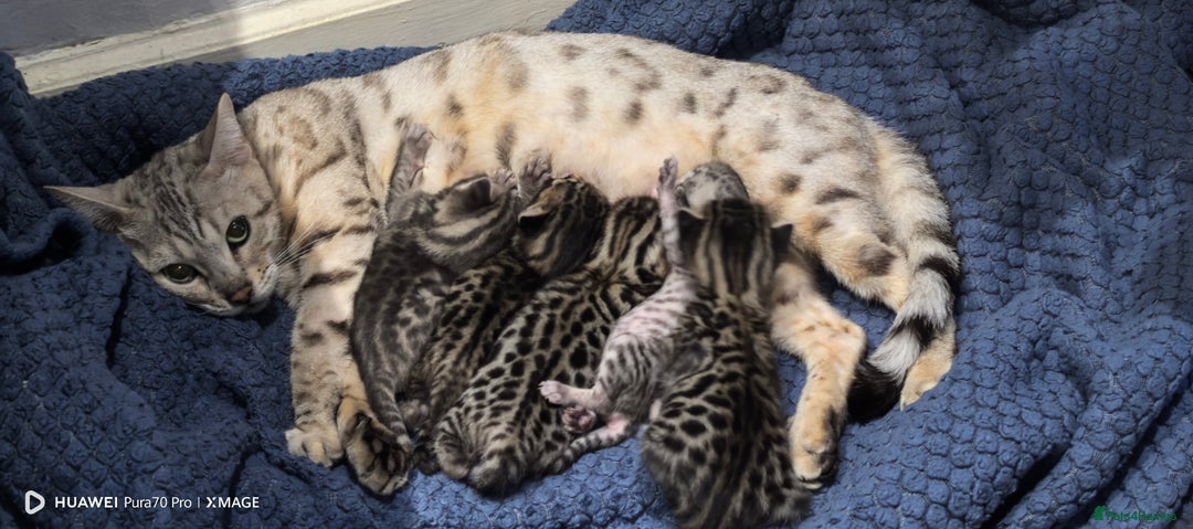 Bengal cats for sale: Bengal babies  - Advert 2