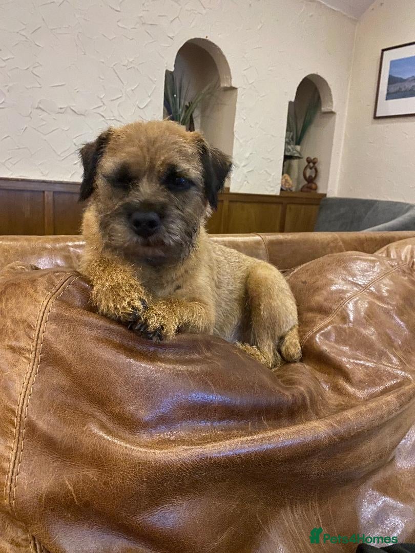 Border Terrier dogs Beautiful Border Terrier puppies for sale - Advert 1