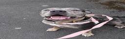 Cane Corso dogs for sale: Polly - Advert 2
