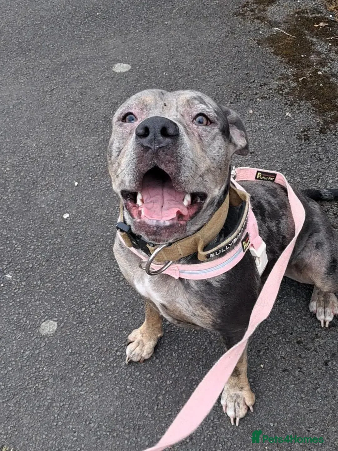 Cane Corso dogs for sale: Polly - Advert 2