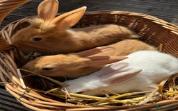 New Zealand rabbits for sale: New Zealand Red & White Rabbits - Image 2