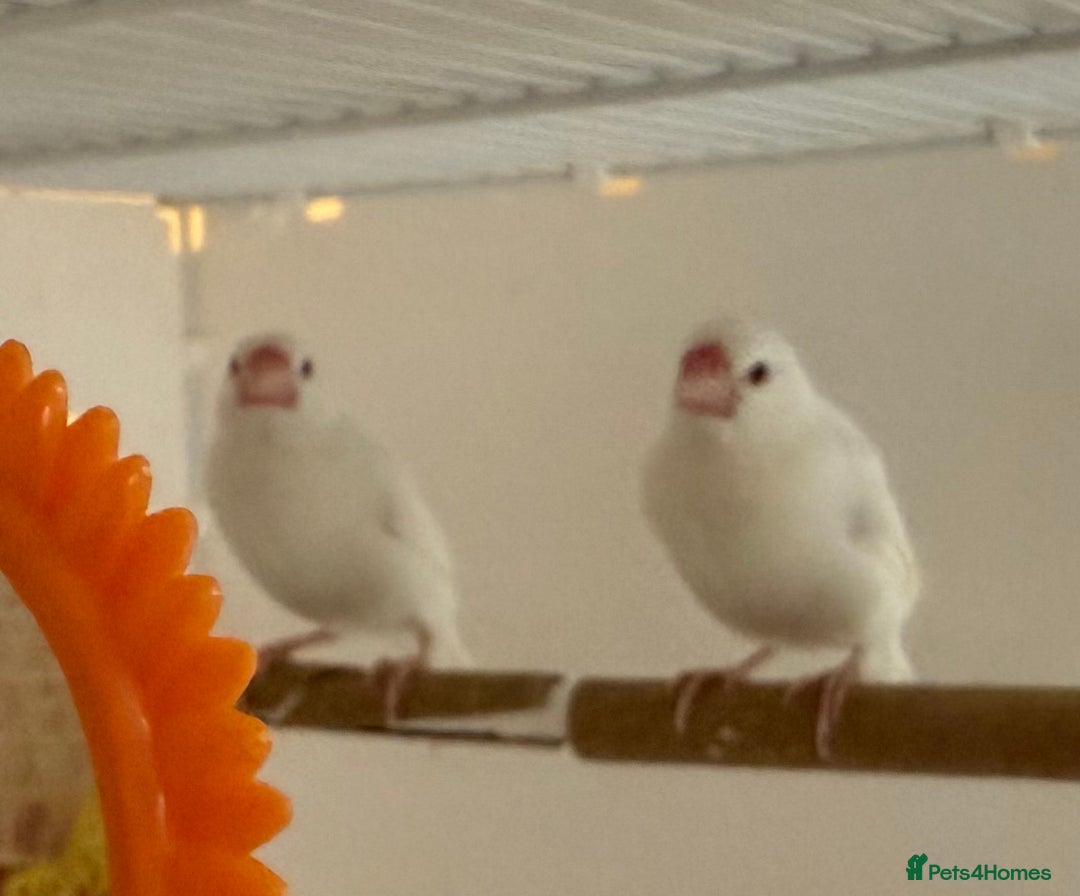 Finches birds for sale: female baby Java sparrow (finches) for sale   - Image 8