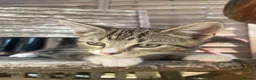 Mixed Breed cats for sale: 3 adorable kittens for sale  - Advert 11