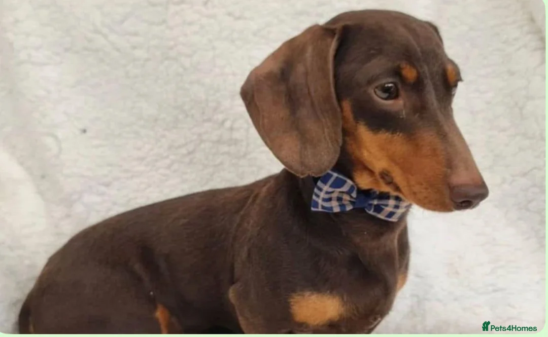 Dachshund dogs for sale: Genuine tiny Kaninchen Dachshund Puppies  - Advert 3