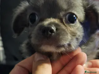 Chihuahua dogs Long & short haird chihuahua puppies - Advert 2
