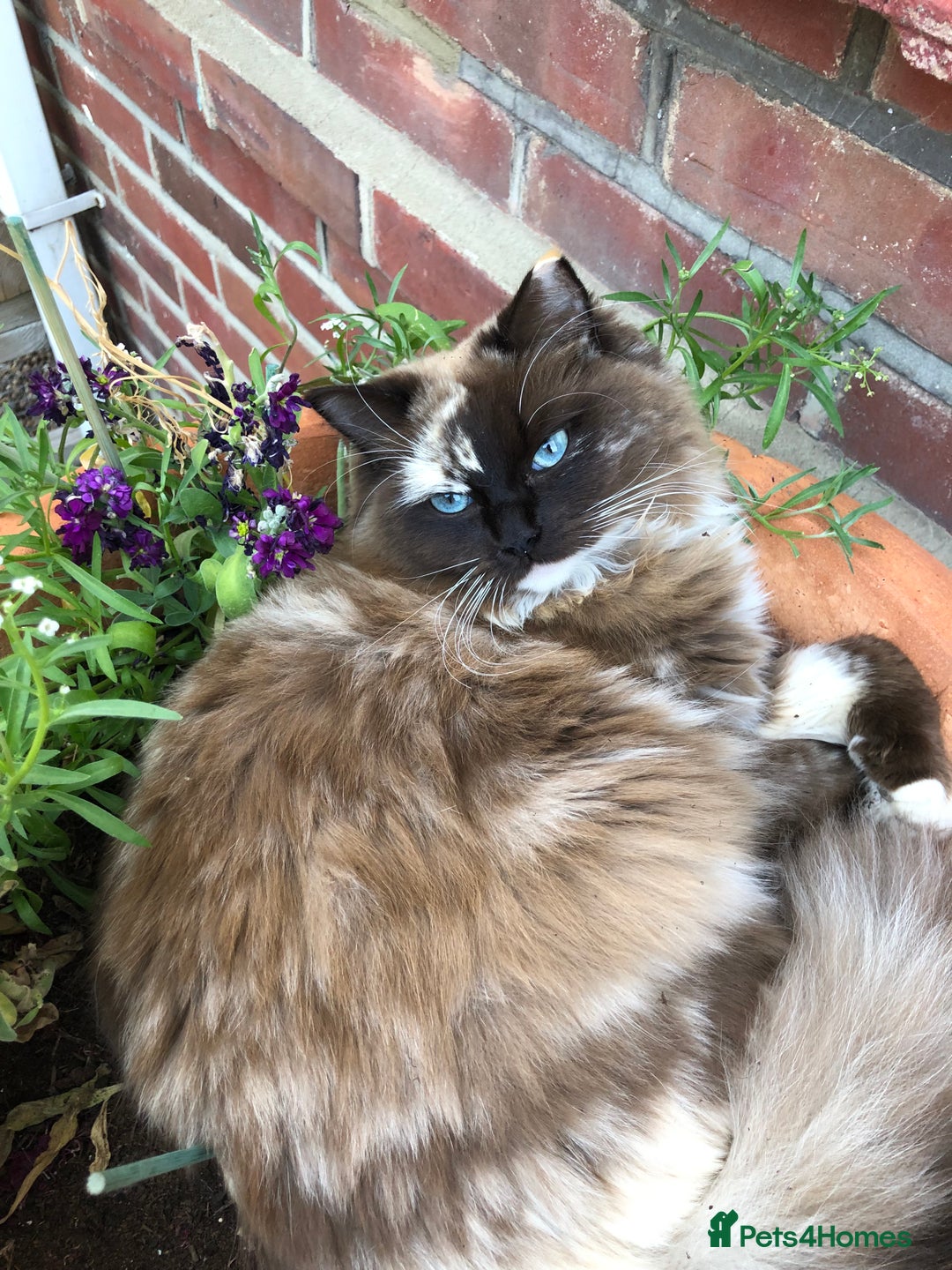 Ragdoll cats for sale: Tica reg seal sepia Cherubim Ragdoll year old girl - Advert 5